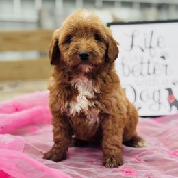 Rebecca - Red  Goldendoodle puppy in Oxford, Pennsylvania from FriendlyPals