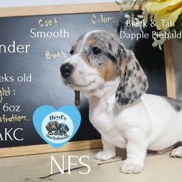Thunder - Dapple male Dachshund puppy in Hoquiam, Washington from Heyd's Mini Dachshunds
