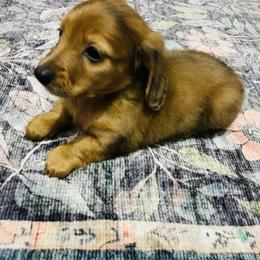 Sky - Dapple female Dachshund puppy in Magnolia, Texas from Carrie’s Countryside Dachshunds