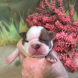 Diamond - Lilac female Boston Terrier puppy in Clarksburg, West Virginia from Pawprints Boston Terriers