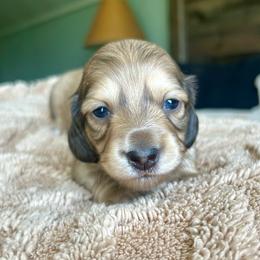 Georgia - Cream female Dachshund puppy in Coeymans Hollow, New York from Dachshunds of the Hollow