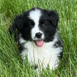 Black Tri female 1 - Black tri-color female Australian Shepherd puppy in Rolla, Missouri from Lazy J Aussies