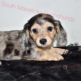 Black and cream dapple - Dapple male Dachshund puppy in Seminary, Mississippi from Down South Mavericks Dachshunds