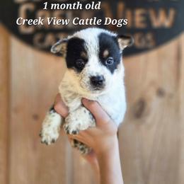 Boy 1 - Blue mottled male Australian Cattle Dog puppy in Monroe, North Carolina from Creek View Cattle Dogs