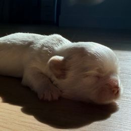 Comet - White male Shih Tzu puppy in Orlando, Florida from Jenny's Shih Tzus