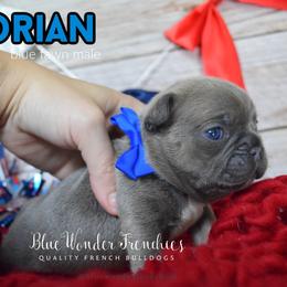 Dorian Haviliard - Blue fawn male French Bulldog puppy in Loxahatchee, Florida from Blue Wonder Frenchies