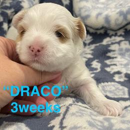 Draco - Parti male Yorkshire Terrier puppy in Forest, Virginia from Majestic Touch Kennels and Pet Services