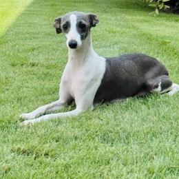 Pippi - Italian Greyhound