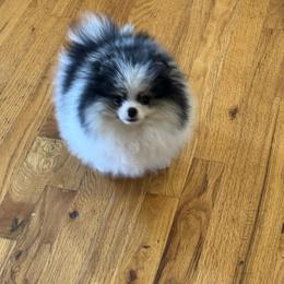 Ridge - Pomeranian