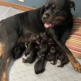 Rottweiler Puppies from Khaotic Rottweilers