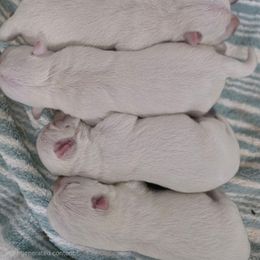 Female 4 - White female West Highland White Terrier puppy in Mcneal, Arizona from Olympian Giant Schnauzers and Westie’s!