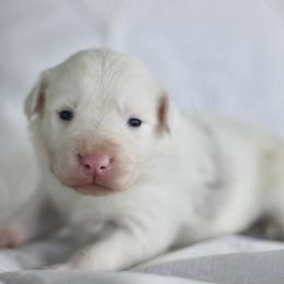 Cooper - Blue merle male Border Collie puppy in Hesperus, Colorado from I&A Border Collies