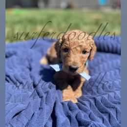 Boy 1 - Goldendoodle puppy in Redding, California from Surfer Doodles