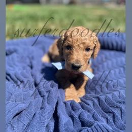 Boy 1 - Goldendoodle puppy in Redding, California from Surfer Doodles