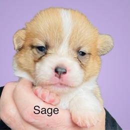 Sage - Red female Pembroke Welsh Corgi puppy in Grenada, California from California Corgi Butts