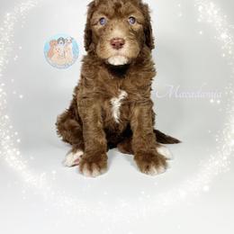 Aussiedoodle and Goldendoodle Puppies from Dandy Doodle Ranch