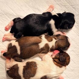 Hannah - Black and white female Shih Tzu puppy in Hemet, California from Aloha Shih Tzu