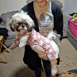 Paxton - Black gold and white male Shih Tzu puppy in Meridian, Oklahoma from Crazy Love Kennels