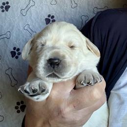 Boy 1 - Yellow male Labrador Retriever puppy in Ranchita, California from Pacific Crest Labradors