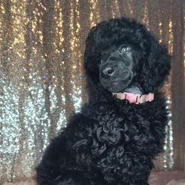 Ahya - Black female Poodle puppy in Harrisonville, Missouri from Kurly Q Poodles