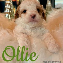Ollie - Parti male Poodle puppy in Chattanooga, Tennessee from Scenic City Doodles