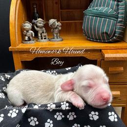 Homework Hound - Cream male Dachshund puppy in Montevallo, Alabama from Mallard's Miniature Dachshunds