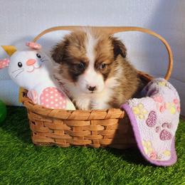 Miles - Sable male Pembroke Welsh Corgi puppy in Ellensburg, Washington from Faery Mount Farm