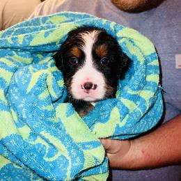 Bernese Mountain Dog Puppies from J & J Meadows