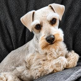 Ellie - Miniature Schnauzer