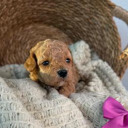 Crispy - Apricot female Poodle puppy in Concord, California from Golden State Good Dogs