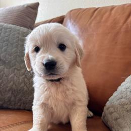 Black boy - Light golden male Golden Retriever puppy in Pahrump, Nevada from Southern Nevada Goldens