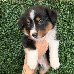 Hopper - Black tri-color male Australian Shepherd puppy in Placerville, California from BFF Aussies
