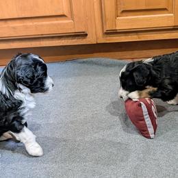 Aussiedoodle Puppies from Ridgeview Aussiedoodles