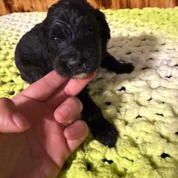 Nutter - Black female Sheepadoodle puppy in Chesapeake, Virginia from Doodle-Cove