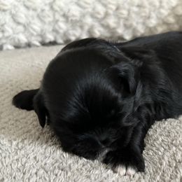 Maltese, Pomeranian, Shih Tzu, and Yorkshire Terrier Puppies from Gibbs Gorgeous Paws LLC