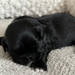 Maltese, Pomeranian, Shih Tzu, and Yorkshire Terrier Puppies from Gibbs Gorgeous Paws LLC