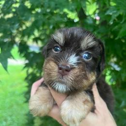 Gretchen - Liver female Miniature Schnauzer puppy in Grayson, Kentucky from Seventh Heaven Schnauzers