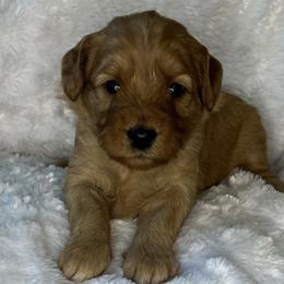 Lavender collar girl - Apricot female Goldendoodle puppy in Fairfield, California from Twin Sisters Doodles
