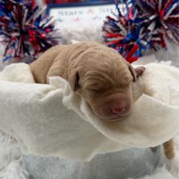 Red - Yellow male Labrador Retriever puppy in Heath Springs, South Carolina from Rich Hill Retrievers