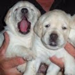 Labrador Retrievers from DNR Labrador Retrievers