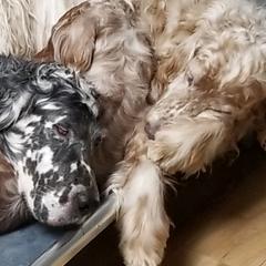 English Setters from Willowcreek English Setters