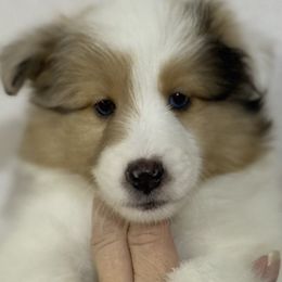 Girl 1 - Sable merle and white female Shetland Sheepdog puppy in Temperance, Michigan from NorthAcre Shelties