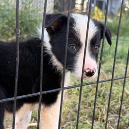 Wyatt - Black and white male Border Collie puppy in Shawnee, Oklahoma from Cross K Working Collies - Pure Bred Border Collies