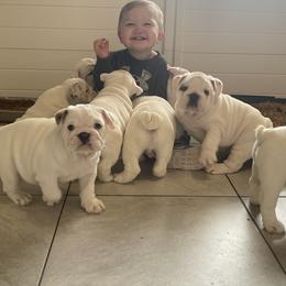 Bulldog and French Bulldog Puppies from The Georgia Bully Bunch