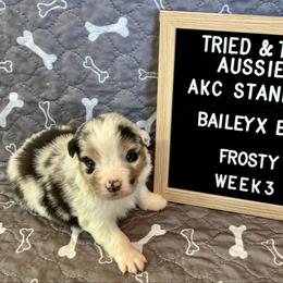 Blue merle  male - Frosty - Blue merle male Australian Shepherd puppy in Cotati, California from Tried and True Aussies