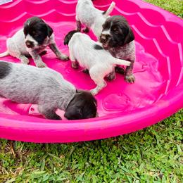 Missy - Brown and gray female Wirehaired Pointing Griffon puppy in Shelbyville, Texas from AndersonK9Kennels Bayou Beards