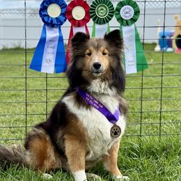 Shetland Sheepdog puppies from Lexy's Shetland Sheepdogs