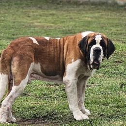Hoss - Saint Bernard
