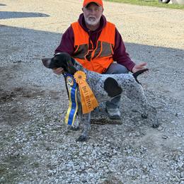 Penny - German Shorthaired Pointer