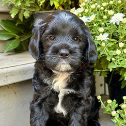 Corduroy - Black male Australian Labradoodle puppy in Mount Gilead, North Carolina from Tillery Labradoodles